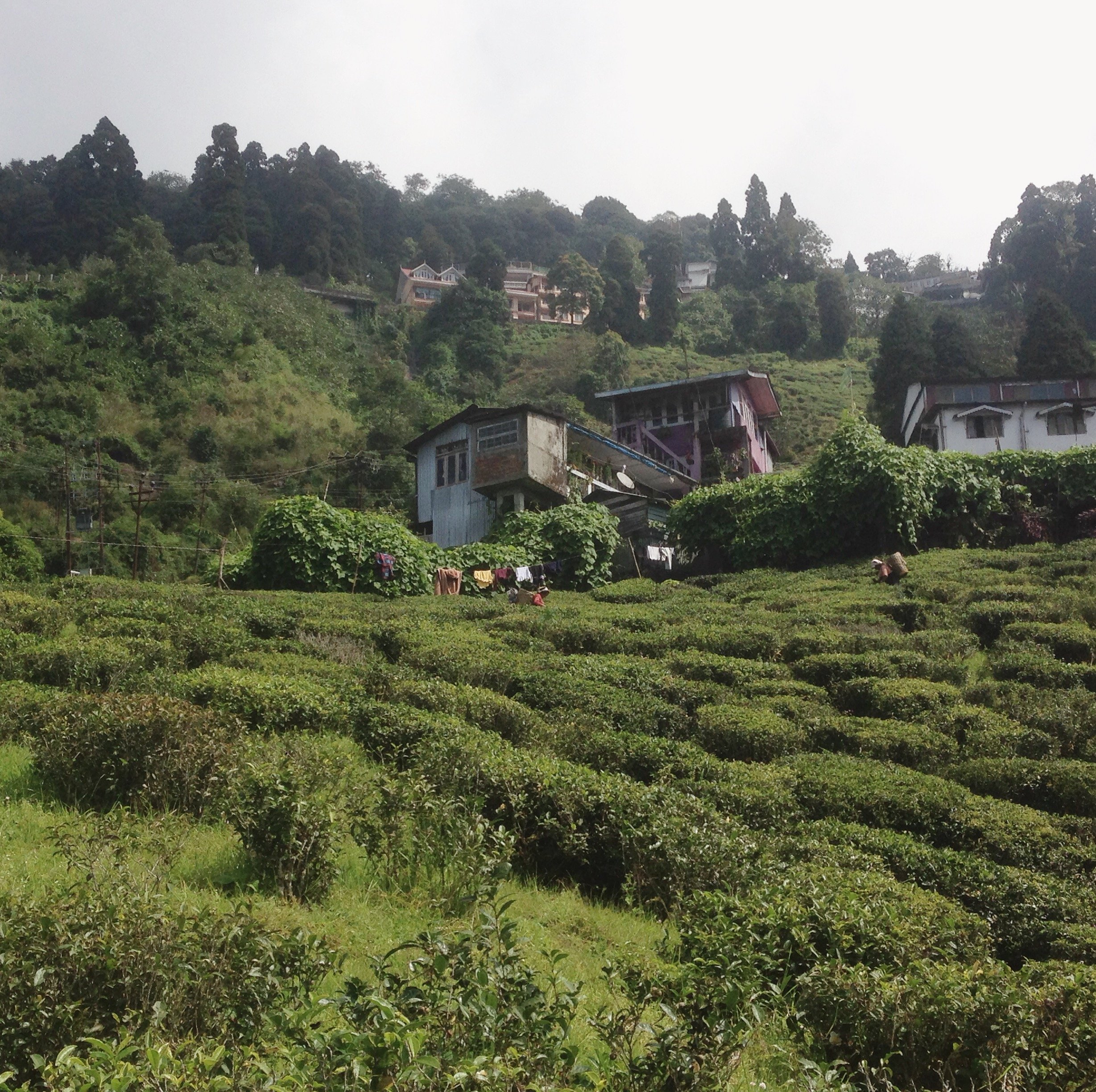 Thé de Darjeeling